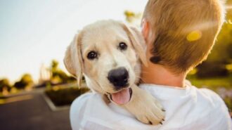 dog training