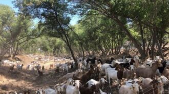 goats grazing
