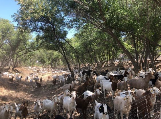 goats grazing
