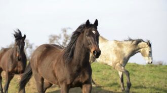 redwings horses