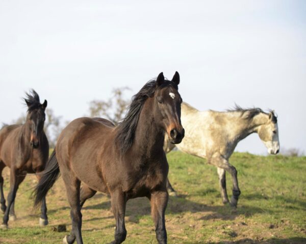 redwings horses
