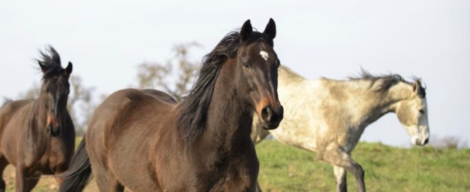 redwings horses
