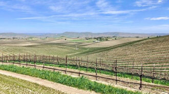 Cabernet-vineyard