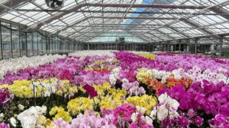 Mothers Day flowers paso robles, ca
