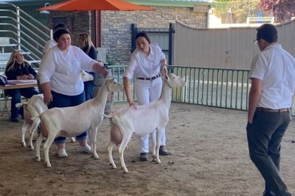 Judge and three goats