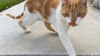 Willy on sidewalk