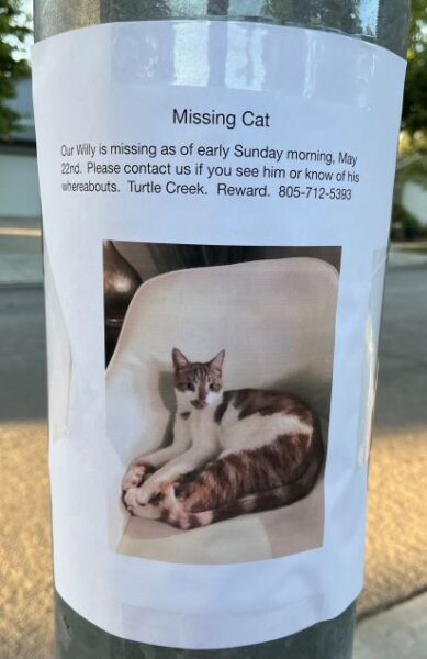 Willy the Cat poster