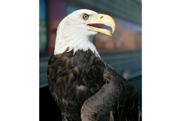 eagle (2)