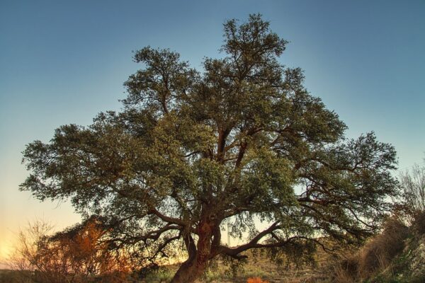 oak tree stock img