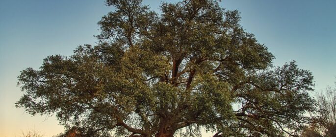 oak tree stock img