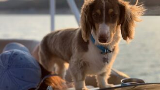 pet photography