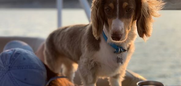 pet photography