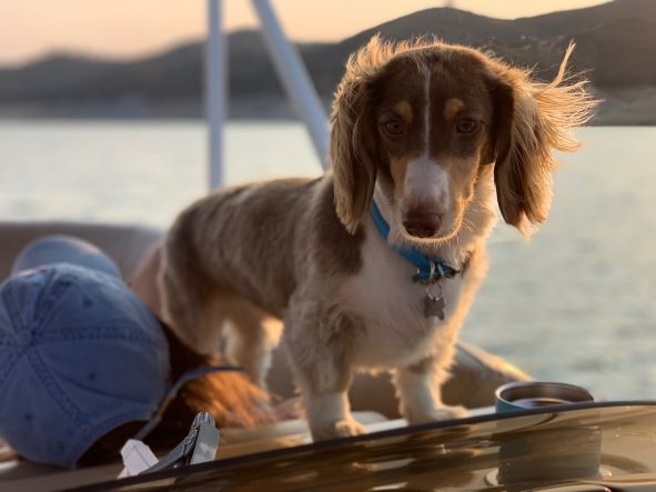 pet photography
