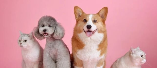 pets