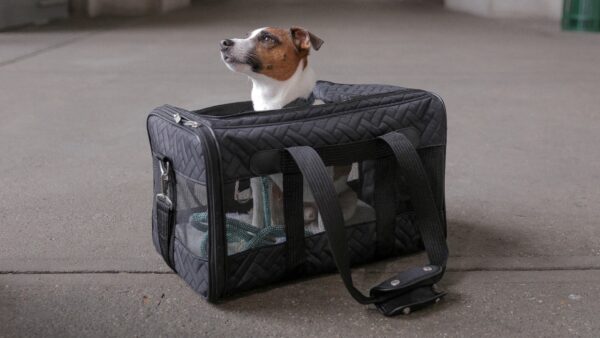 pets on trains