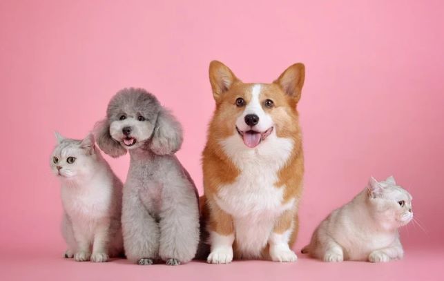 County animal services offers 4th of July pet safety tips