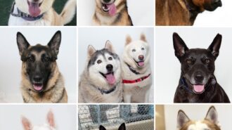 pointy eared dogs