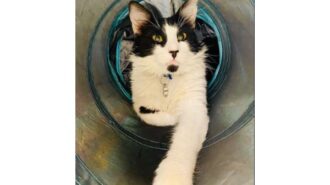 Hanson pet of the week