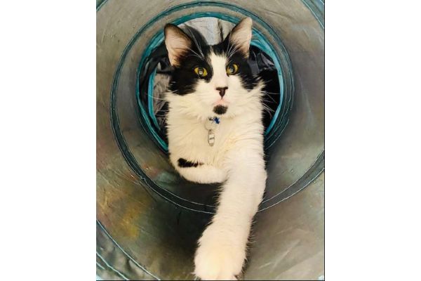 Hanson pet of the week