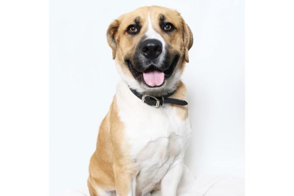 Monch pet of the week