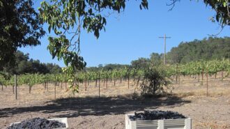 felten vineyards