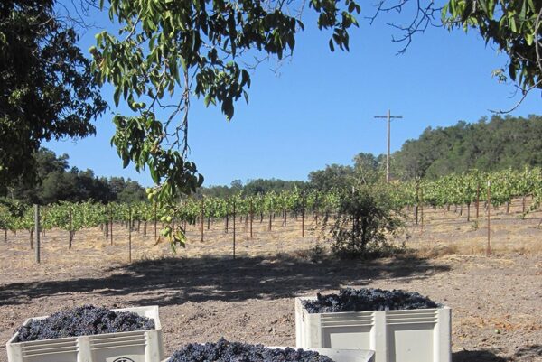 felten vineyards
