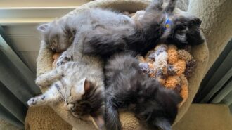kittens foster needed