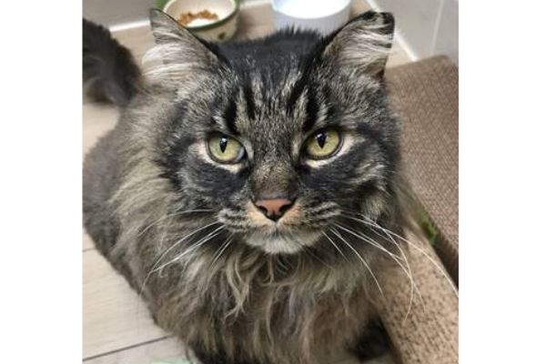 Adoptable Pet of the Week: Toby