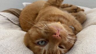 woods cat adoption special