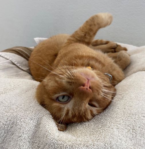 woods cat adoption special