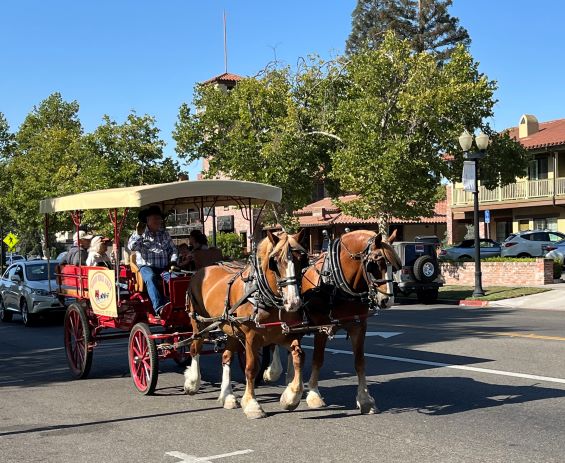 Tommy Harris draft horses