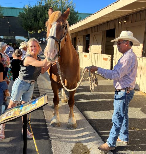 Touching draft horse mid state fair
