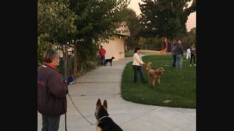 beginning dog training