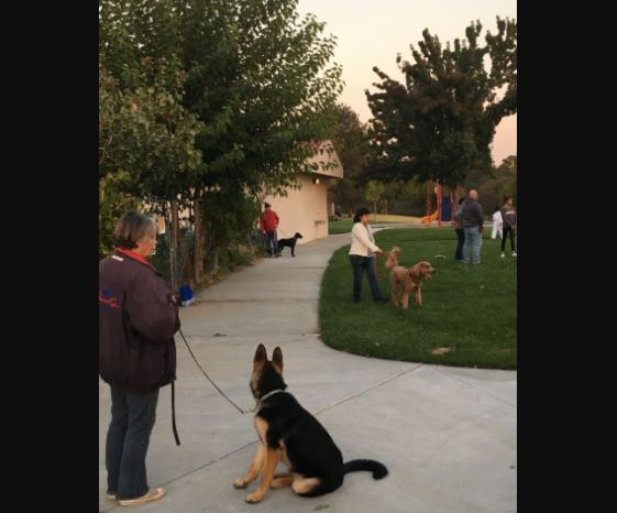 beginning dog training