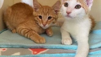 kittens