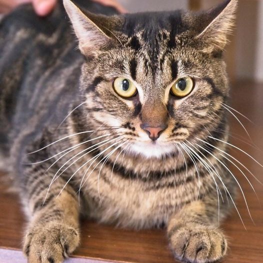 pet of the week yogi