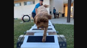 rally dog training