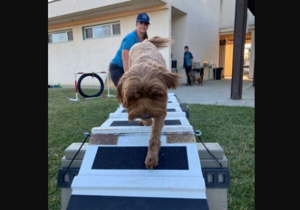 rally dog training