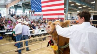 Braden Wheeler fair auction