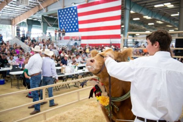Braden Wheeler fair auction