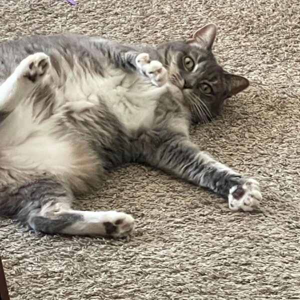 Pet of the week 2