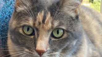freida