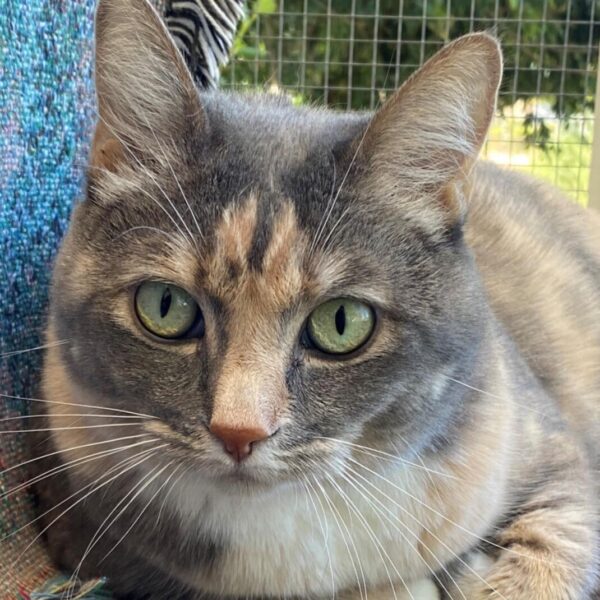 freida