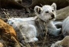 lion cub