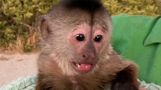 monkey zoo to you