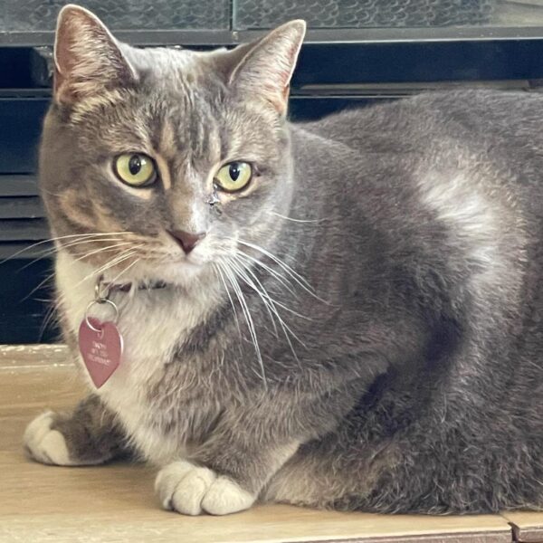 pet of the week 1