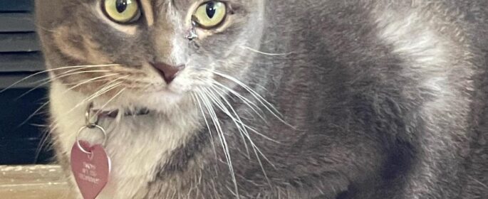 pet of the week 1