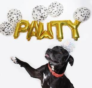 pet of the week