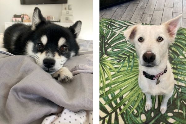 pets for adoption