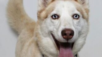 poof pet of the week